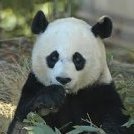 Panda_Mlg