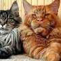 Tiger_eye